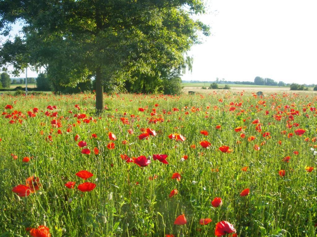 La Vallee Des Trois Monts Saint-Sylvestre-Cappel Zewnętrze zdjęcie